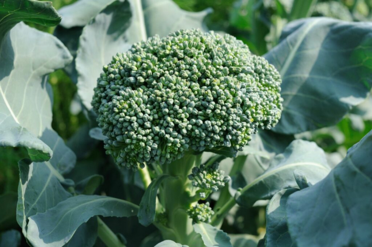 Harvesting Broccoli, Freezing And Properly Storage