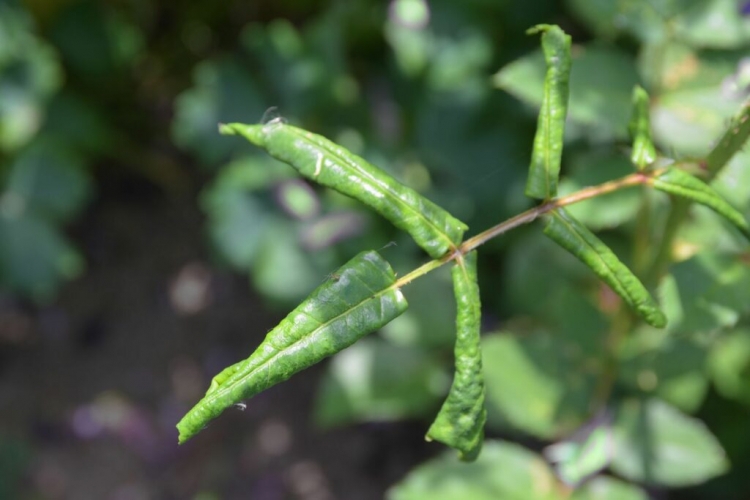 Heavily curled leaves are a clear sign of an infestation by the rose wasp