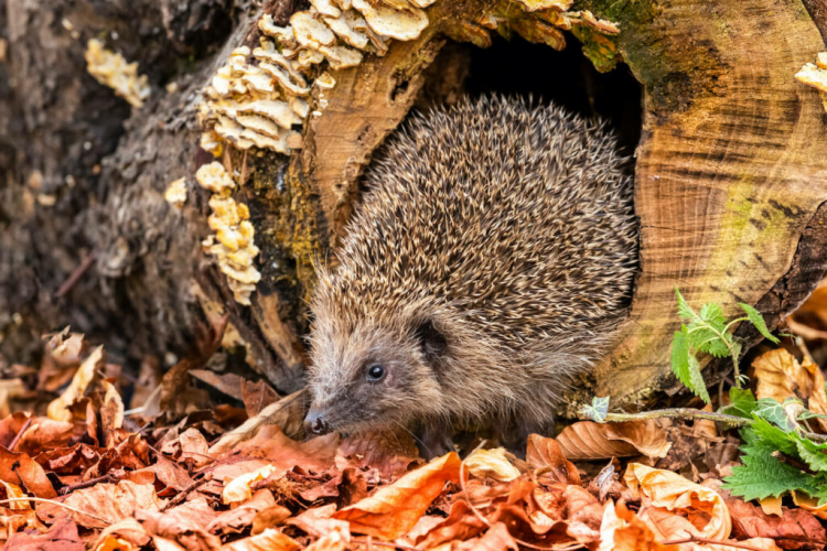 Hedgehogs will enjoy a shelter in autumn