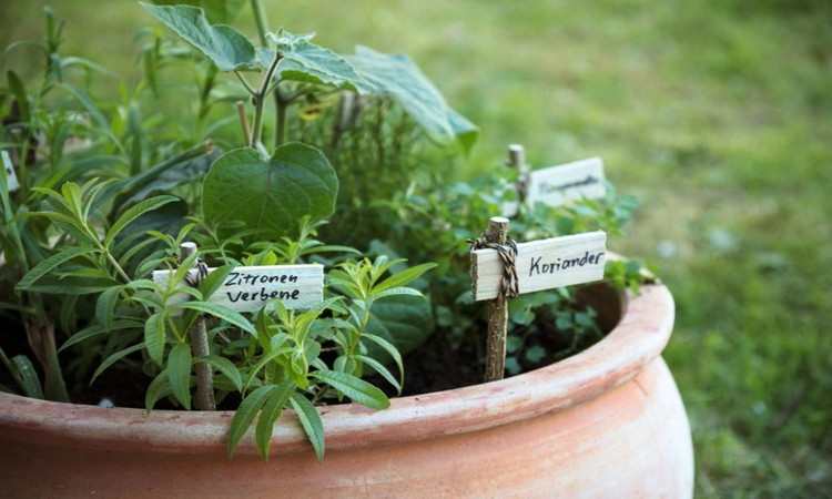 Herbs-in-a-pot-in-a-garden