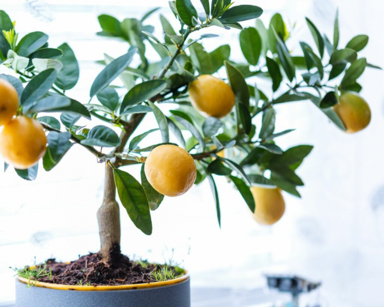 Hibernating Lemon Tree: Location And Care In Winter