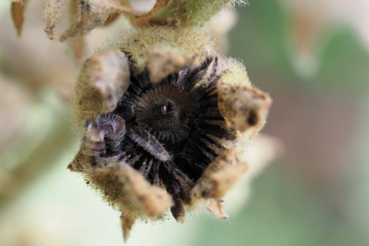 The long-nosed hollyhock shrew drills holes in the flower buds