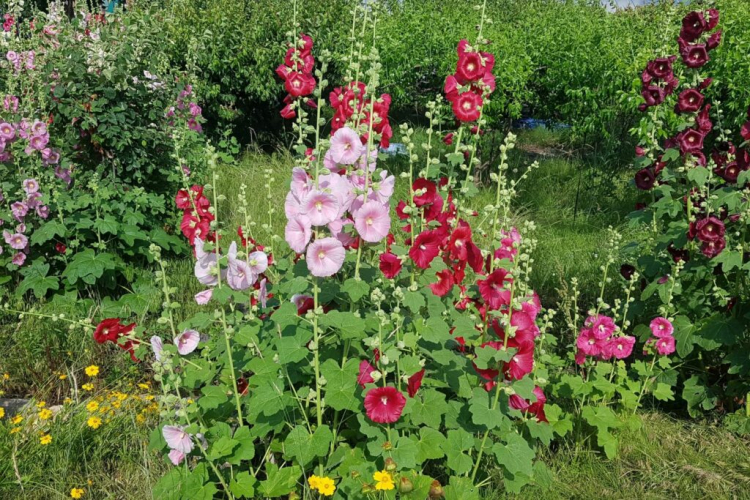 Hollyhocks can reach heights of up to 3 m and come into their own in the rear area of perennial beds