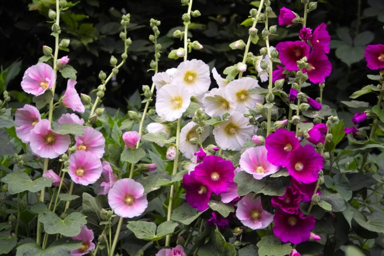 Hollyhocks: Location, Care And Tips For Sowing