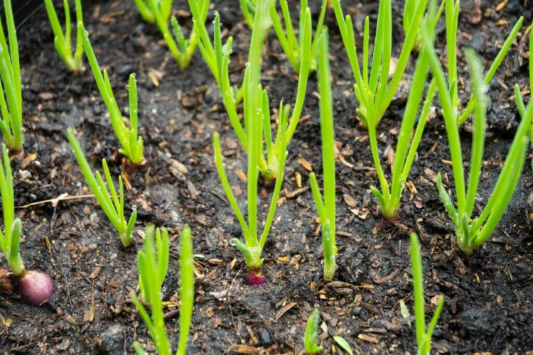 How To Plant Shallots