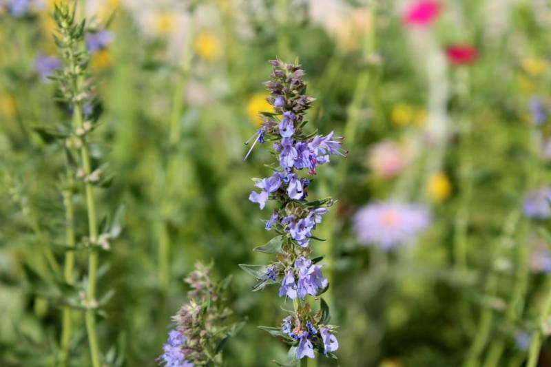 Hyssop is extremely easy to care for