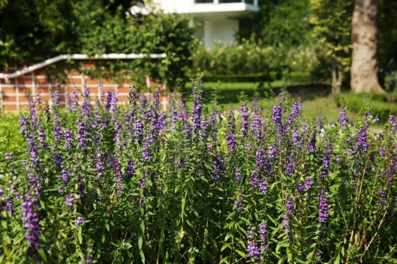 Hyssop thrives best in sunny locations
