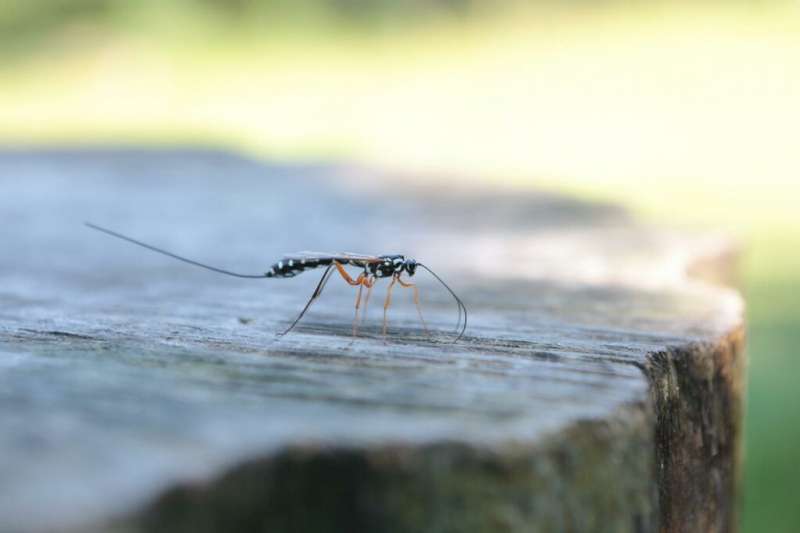 Ichneumon Wasps: Everything You Need To Know In Our Profile