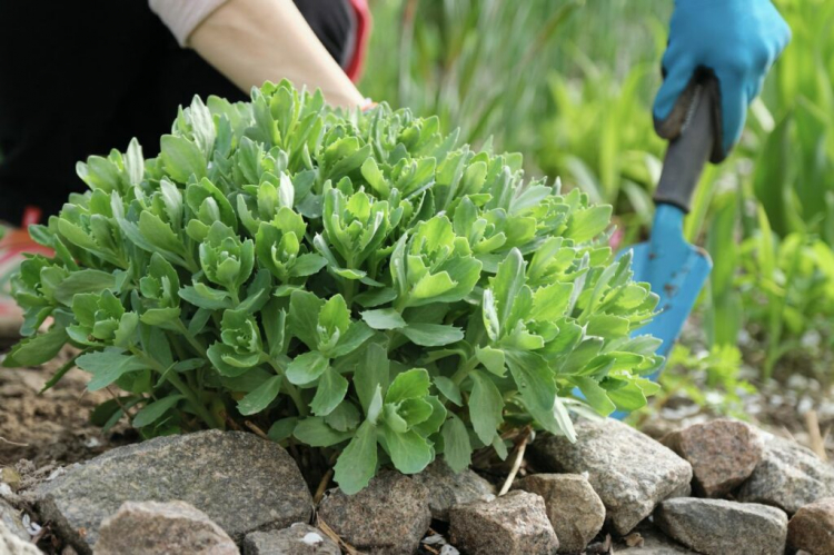 If the sedum plant feels comfortable in its location, it thrives almost without care 