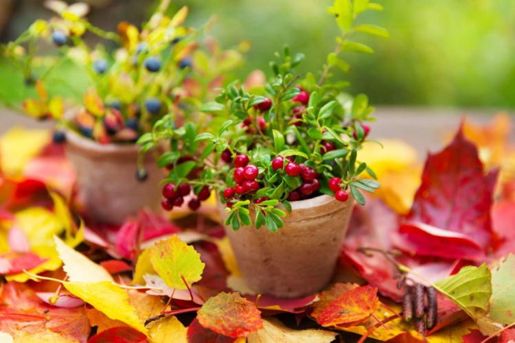 If the soil conditions are not right, the small cranberry plants can simply be planted in a pot
