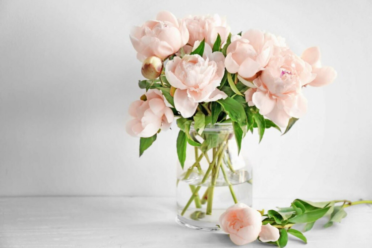 If you want to admire peonies in a vase, you have to consider a few things