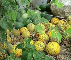 If you want to grow melons in your own garden, the variety is crucial