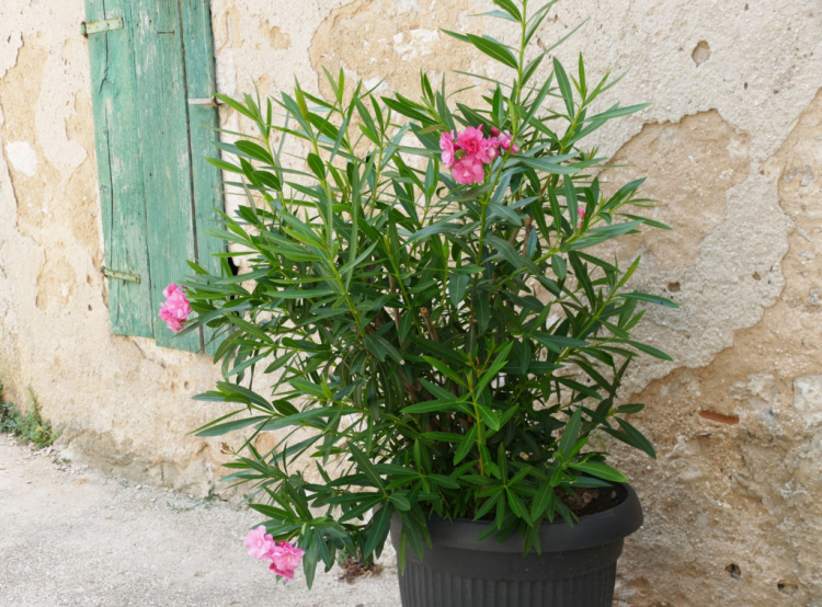 If your oleander is big enough and has enough shoots, you can divide it