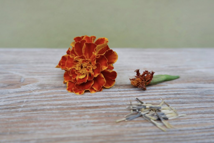 In September you can win Tagetes seeds for the next year