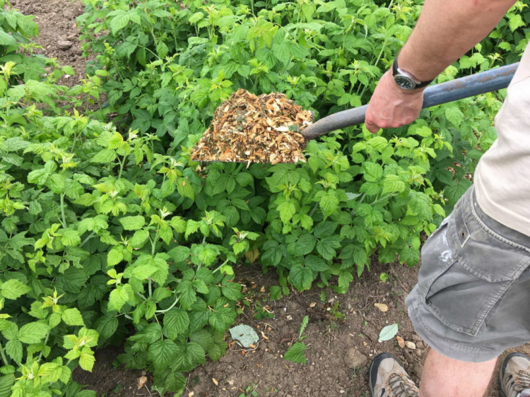 In addition to fertilization, mulch, like compost, improves the soil structure of the raspberries