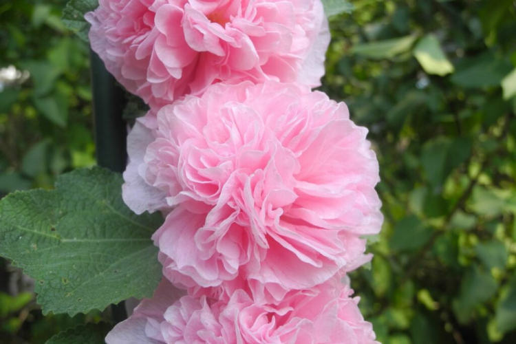 In addition to the classic hollyhocks with simple flowers, there are also varieties with double flowers