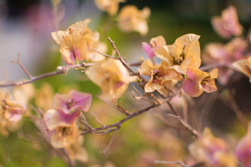 In autumn the bougainvillea withers and loses its leaves