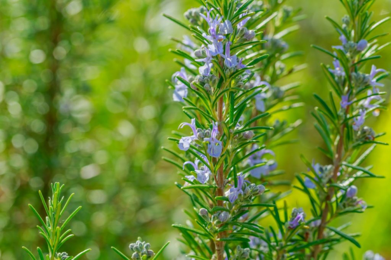 In order for your rosemary to thrive, it also needs fertilizer