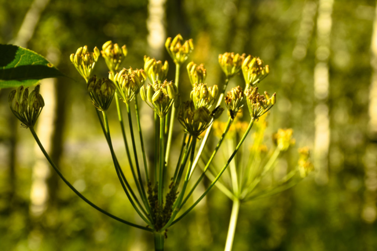 In order not to lose any aroma, the lovage should best be harvested before flowering