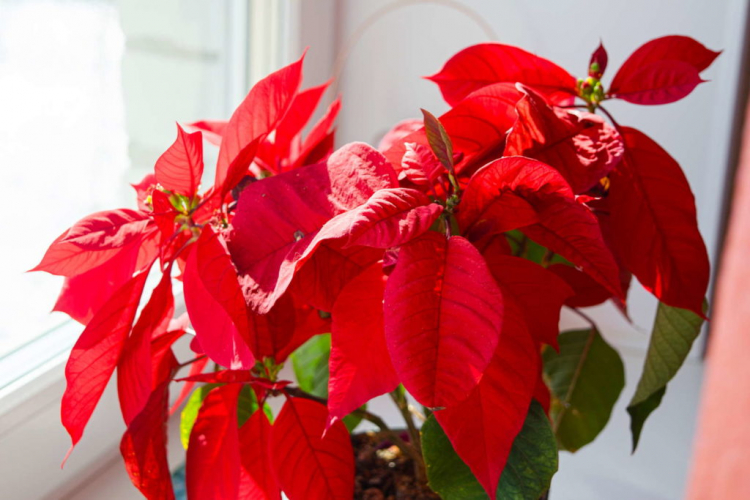 In order to stimulate the flower development of the poinsettia, the light has to be dosed correctly