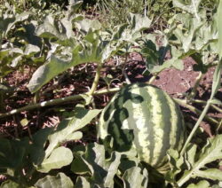 In the USA, melons can only be grown outdoors if there is sufficient warmth