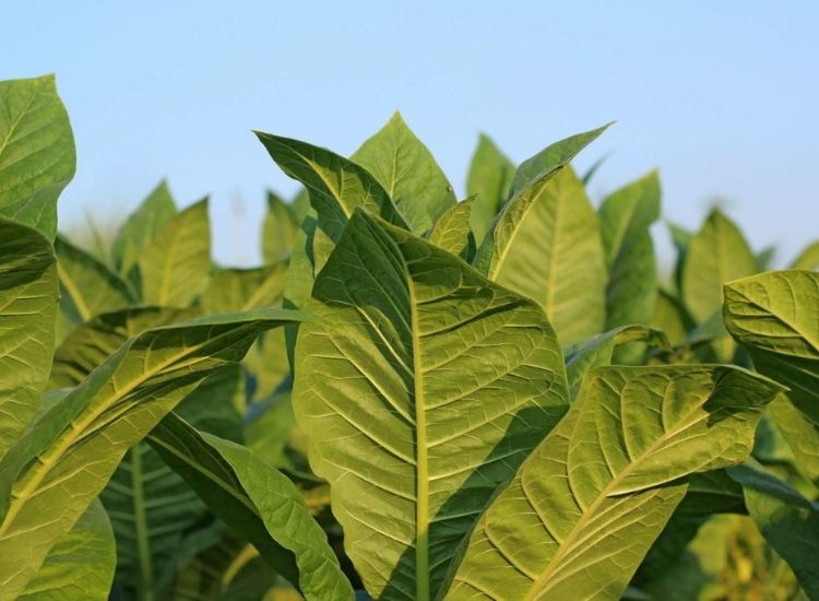 In the right place, your tobacco plants quickly form a dense sea of leaves