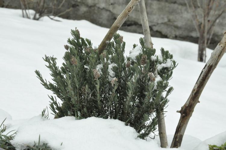 In winter, lavender is only watered when necessary, when the soil is frost-free and permeable