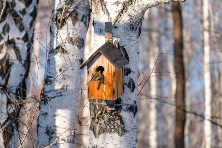 In winter, nest boxes offer ideal retreats