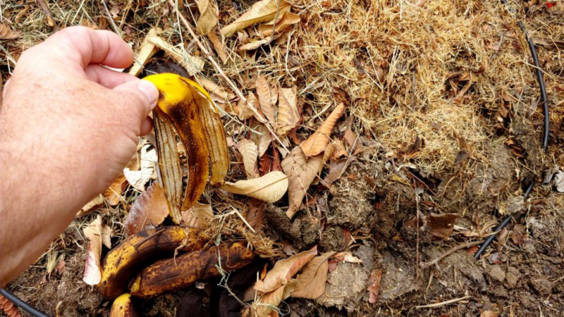 Instead of on the compost, the banana peel goes straight into the bed or into the pot