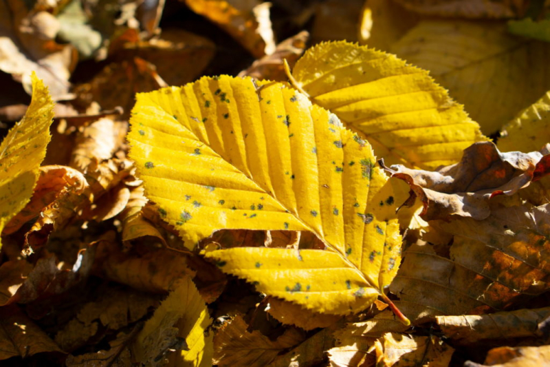It is best to leave the fallen leaves underneath the hedge - they will decompose into excellent humus over time