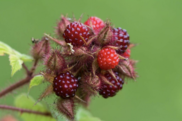 Japanese Wineberry: Planting, Care And Harvest