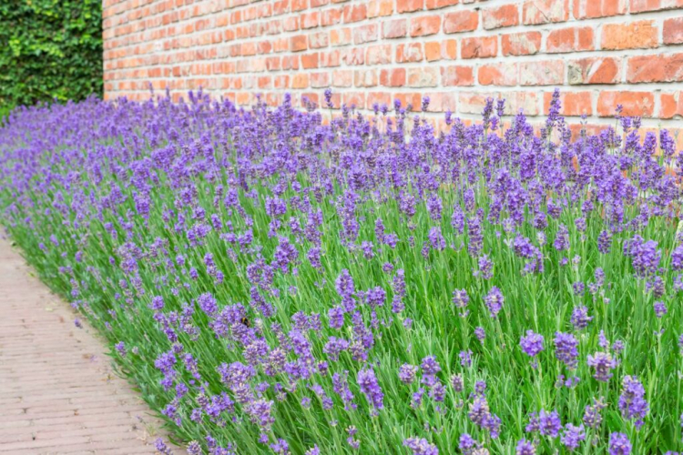 Lavender Blooming Time