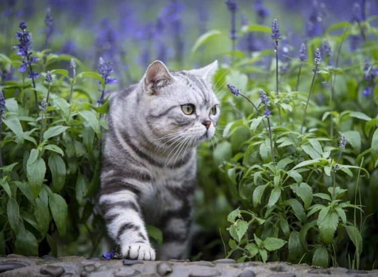 Lavender is poisonous to some pets