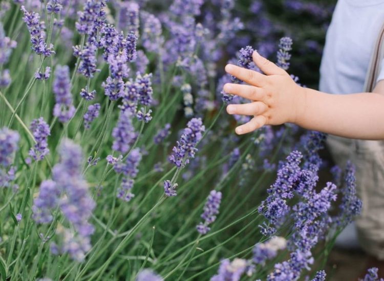 Lavender plants are safe for children