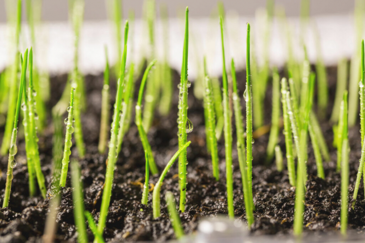How Long Do Lawn Seeds Keep? Test With Germ Sample