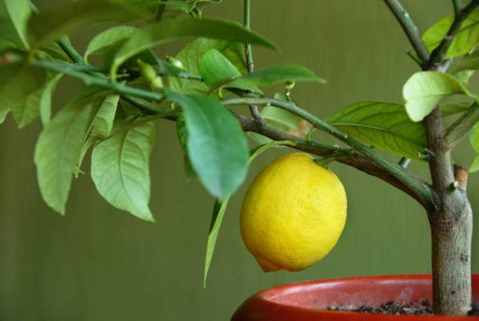 Lemon Tree Plants