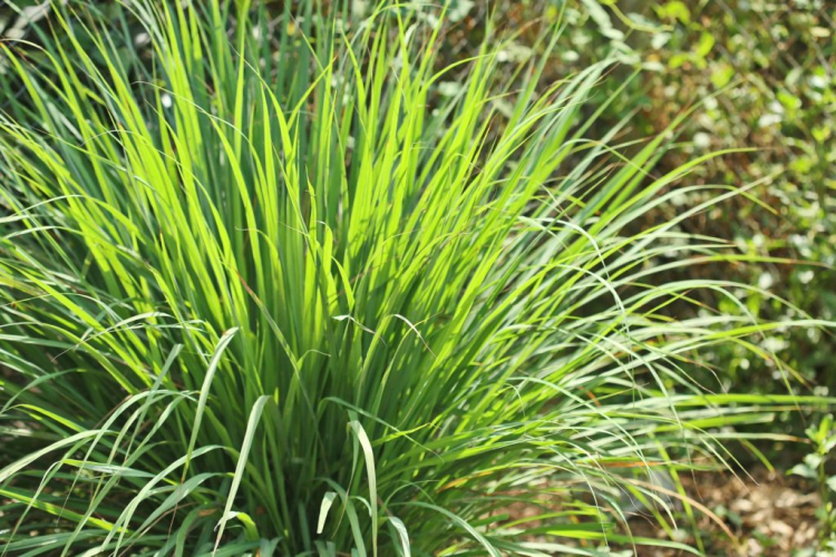 Lemongrass is very sensitive to frost