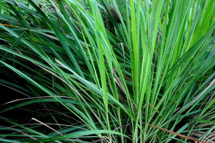 Lemongrass: A Touch Of Asia In Your Garden