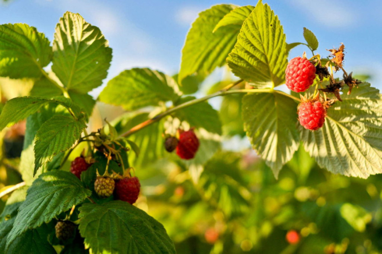 Long-term organic fertilizers provide the raspberries with the nutrients they need