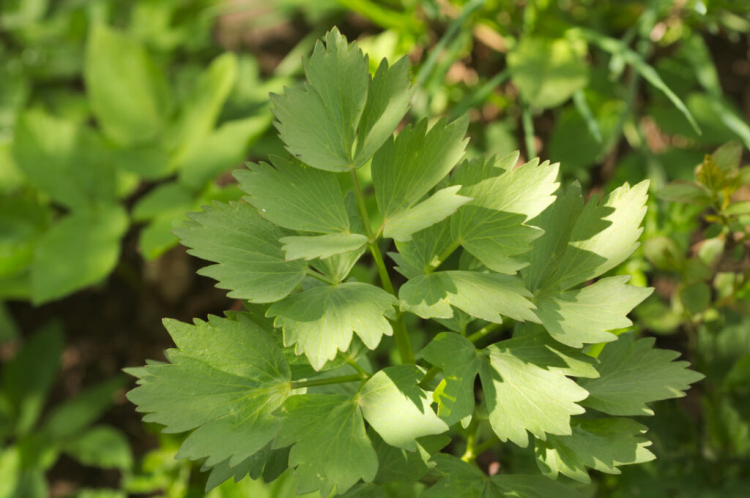Lovage: Maggi Plant From The Herb Garden