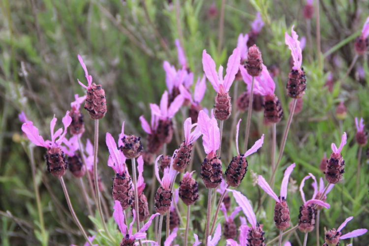 Macedonian lavender is grown primarily for its essential oils and antispasmodic properties
