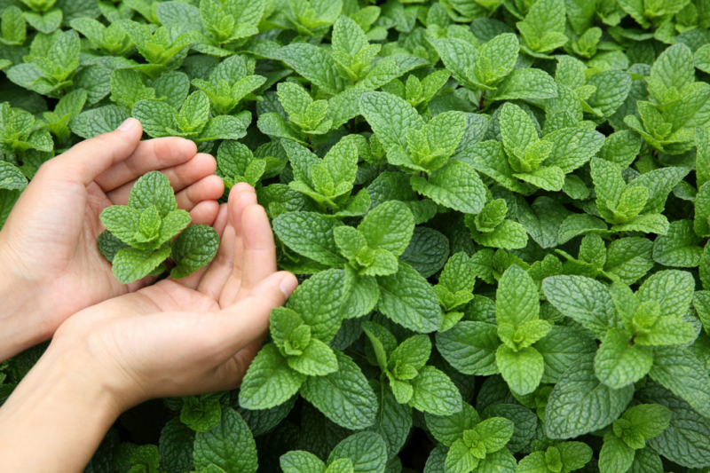 Mint Types: Refreshing Types And Varieties For The Garden