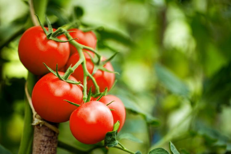 Moneymaker Tomato: The Plant And Care Variety