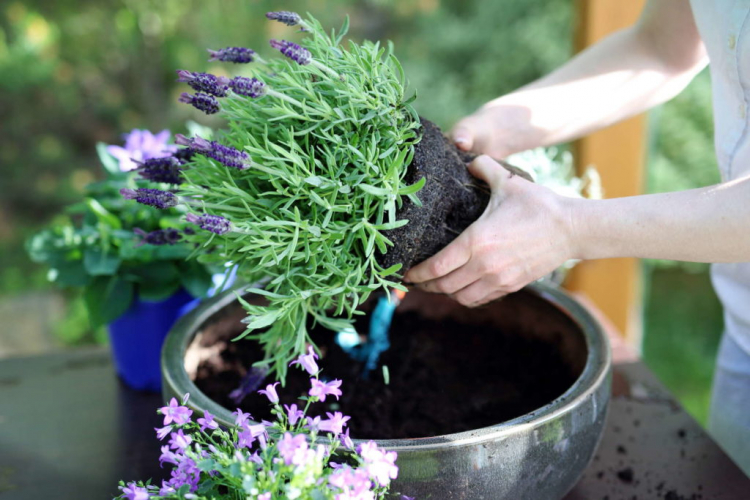 Most lavender varieties also feel good in pots
