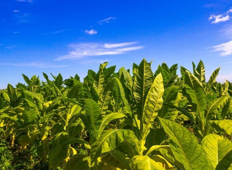 Most varieties of Virginian tobacco are grown as a crop