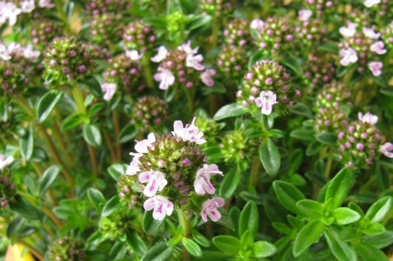 Mountain savory is also called winter savory