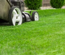 Mow the lawn regularly and dispose of grass clippings and grass mites