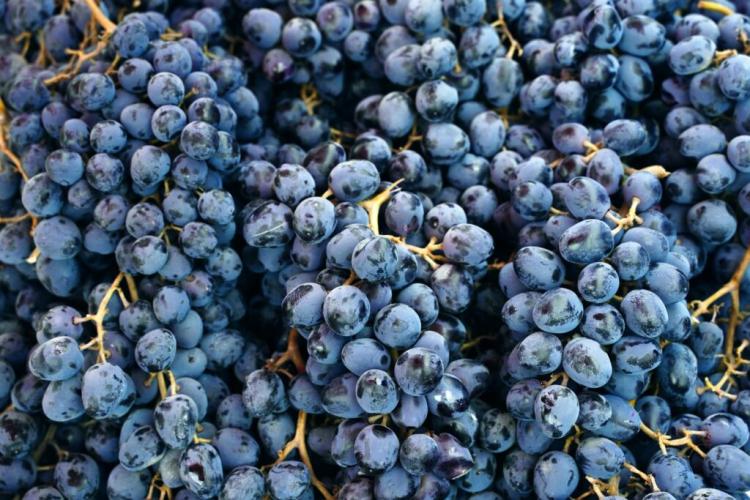 Muscat Bleu Grape