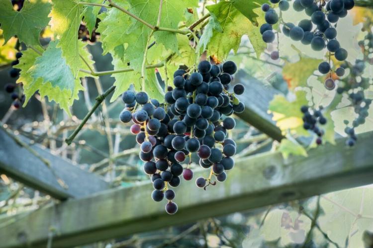 'Muscat Bleu' grapes as they ripen