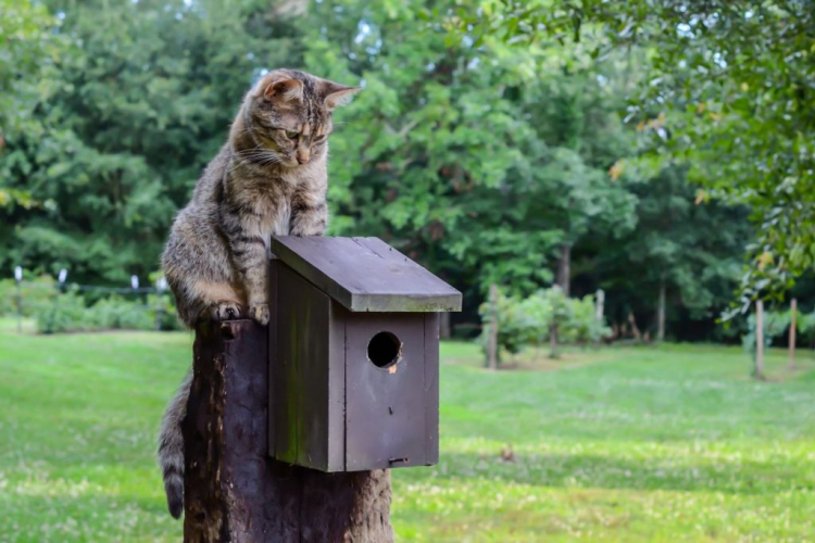 Nest boxes should be placed in such a way that predators have no chance